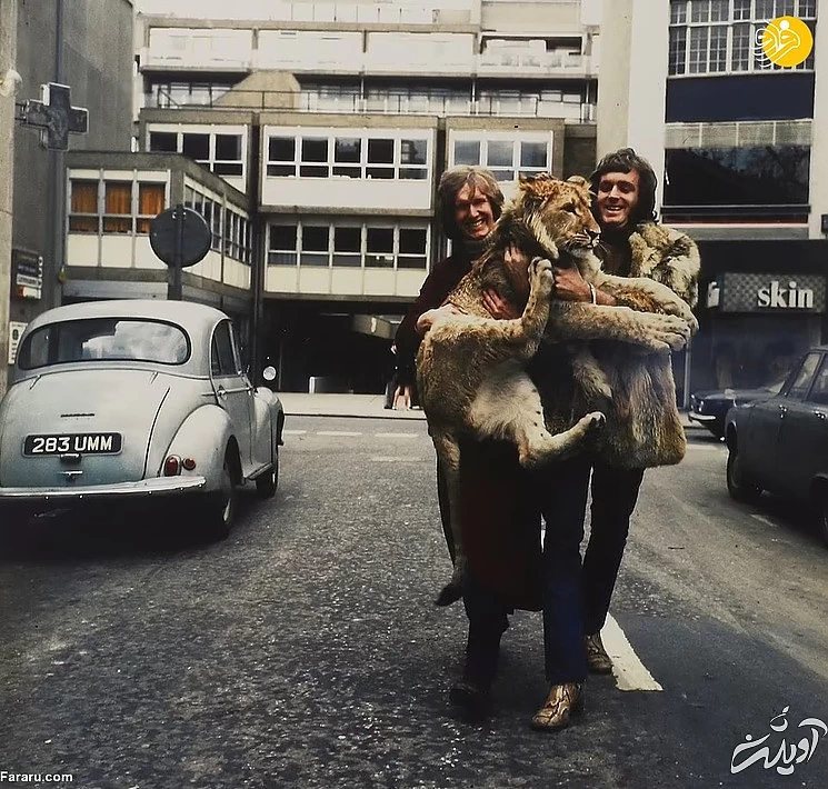 (تصاویر) داستان یک شیر؛ از بنز سواری تا رهایی در حیات وحش کنیا